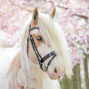 Meet your Posher, Allie